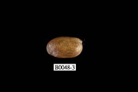 藏品(豆殼菜蛤)的圖片